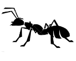 ant removal Airdrie