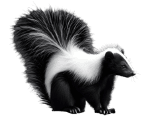 skunk control and removal