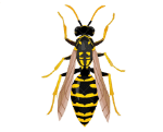 wasp