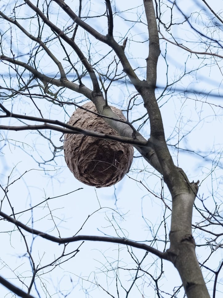 Angry Wasps Tree Hunterhorn Calgary