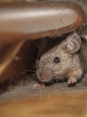 Mouse removal Calgary and Airdrie