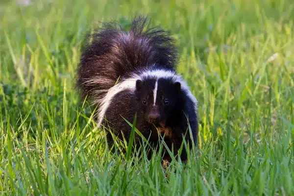 Skunk Removal Calgary