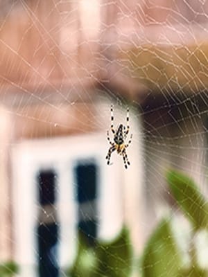 The Pest Control Guy Spiders YYC