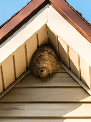 Wasp Nest Removal Calgary