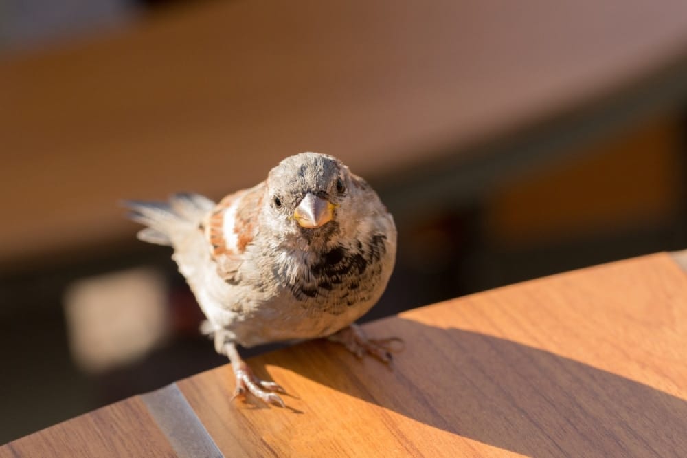 bird in a vent