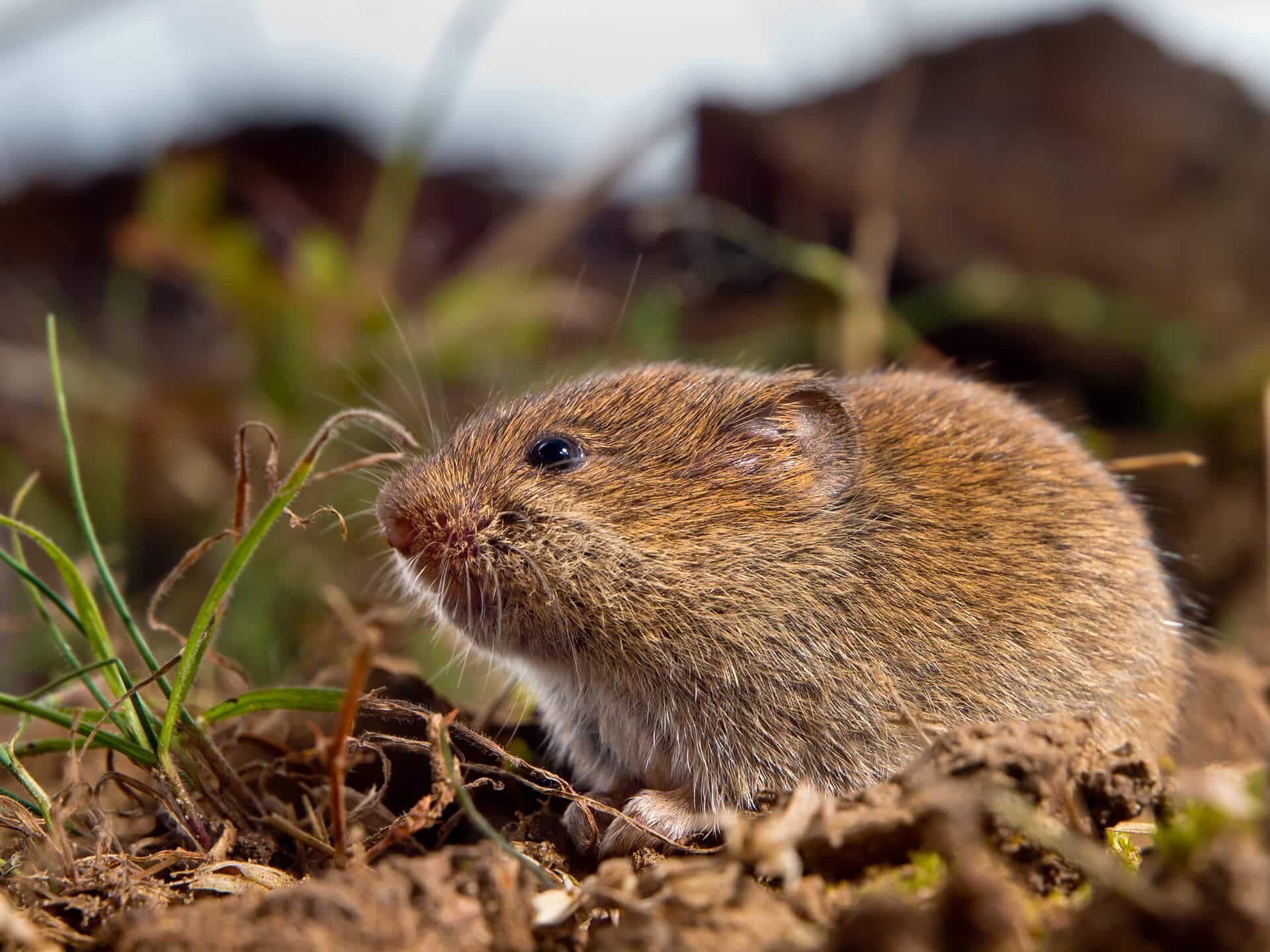 vole control