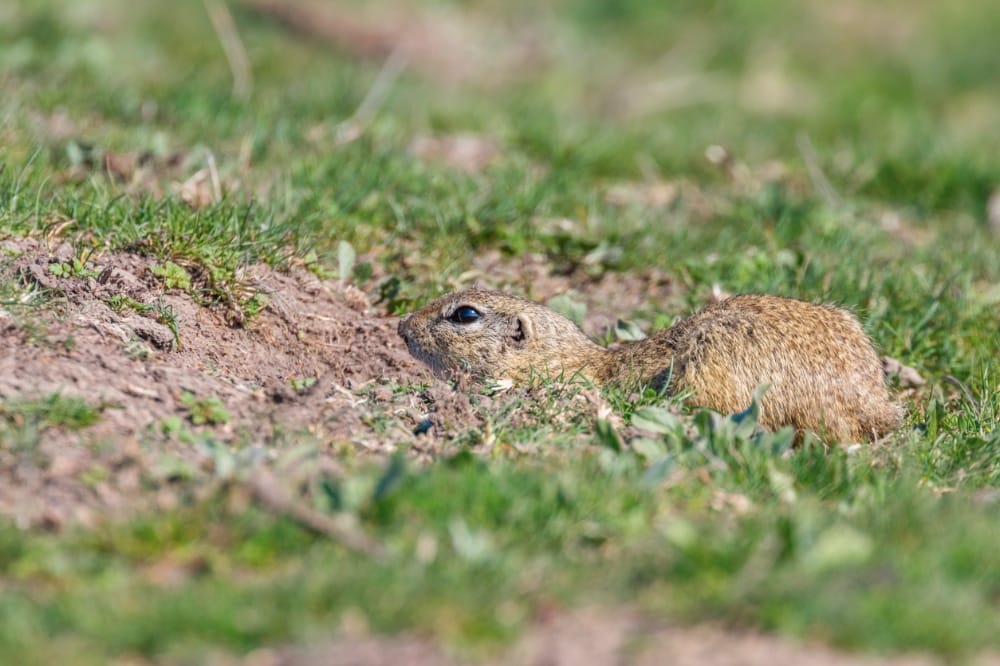 gopher problem