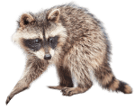 how to get rid of raccoons in calgary