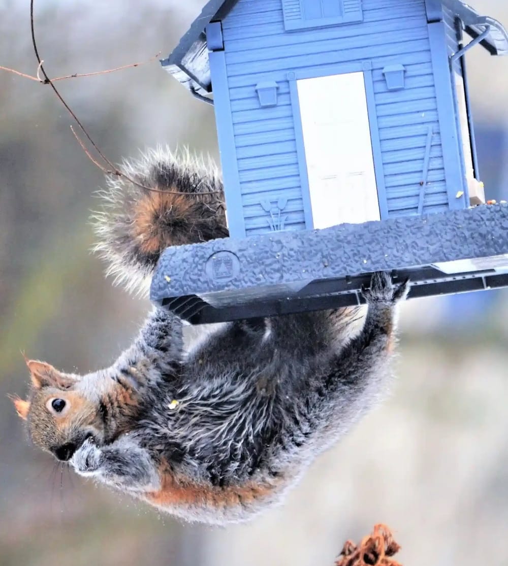 squirrel removal in calgary