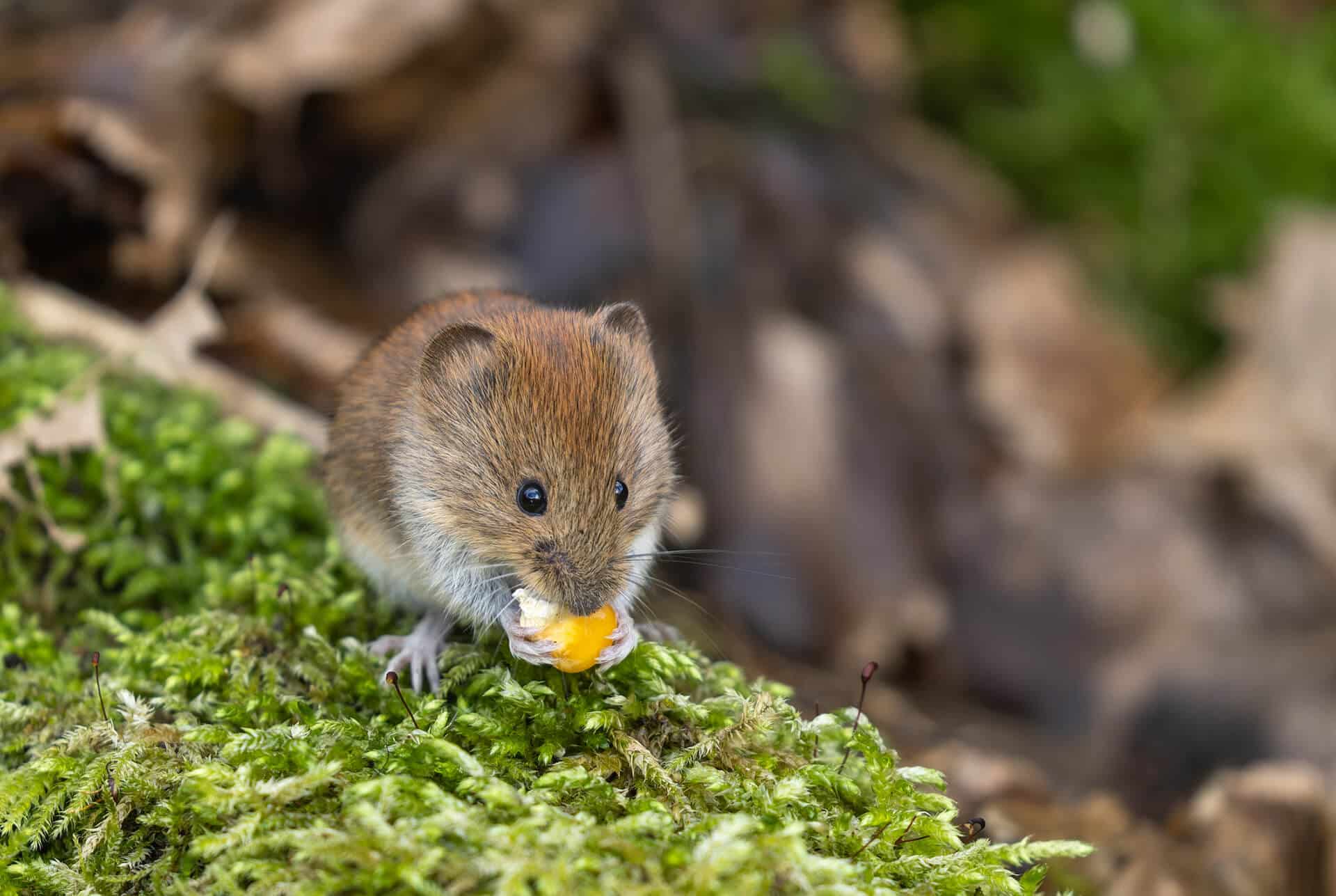 vole removal in Airdrie