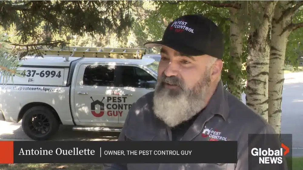 Pest Control Calgary