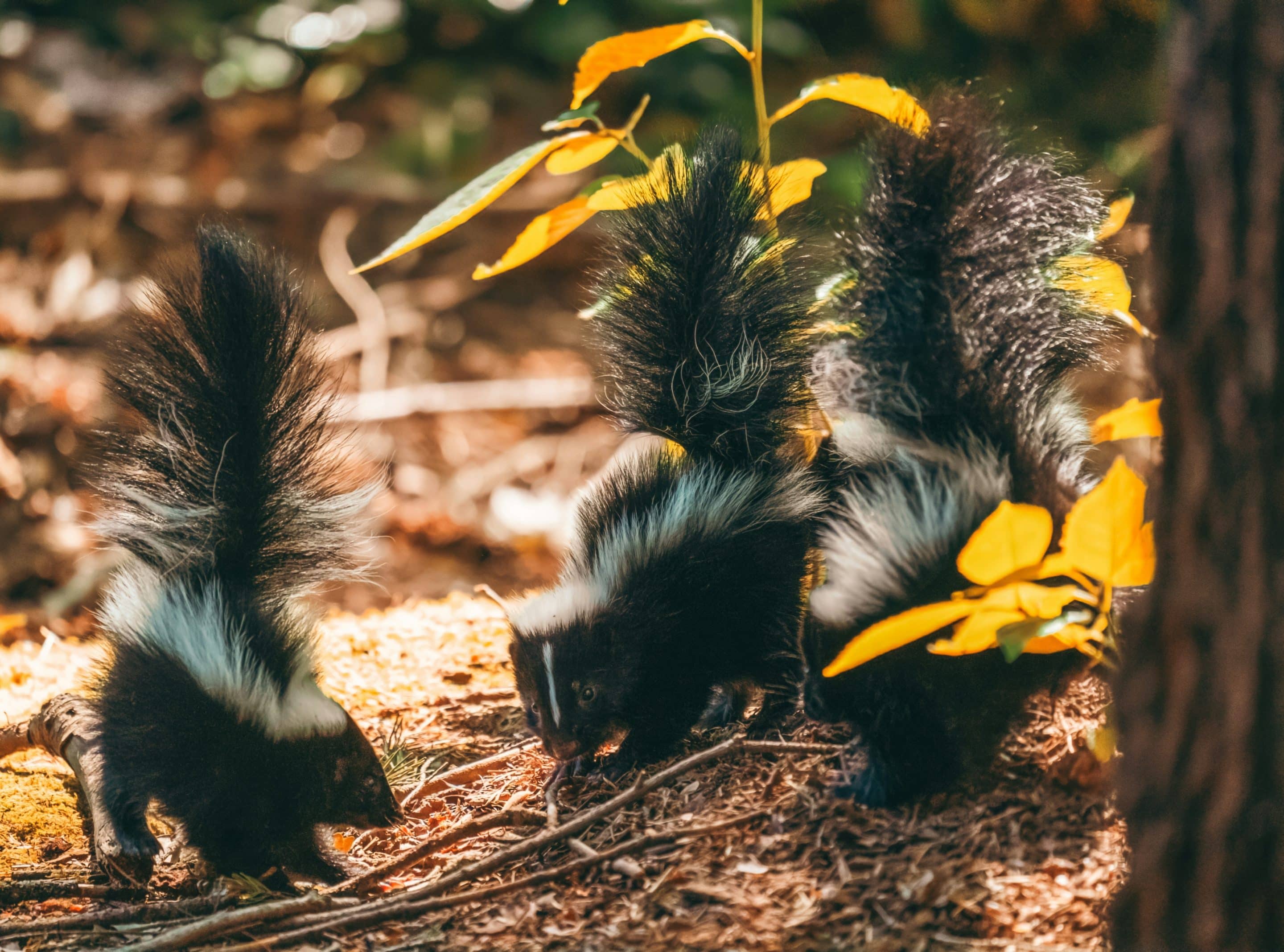 Skunk Removal