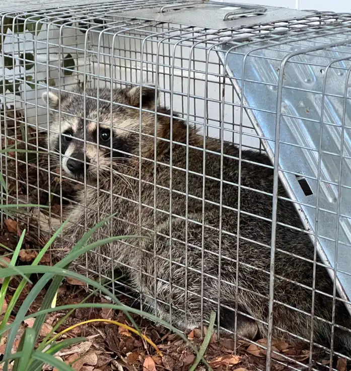 raccoon humane trapping removal Calgary by the pest control guy