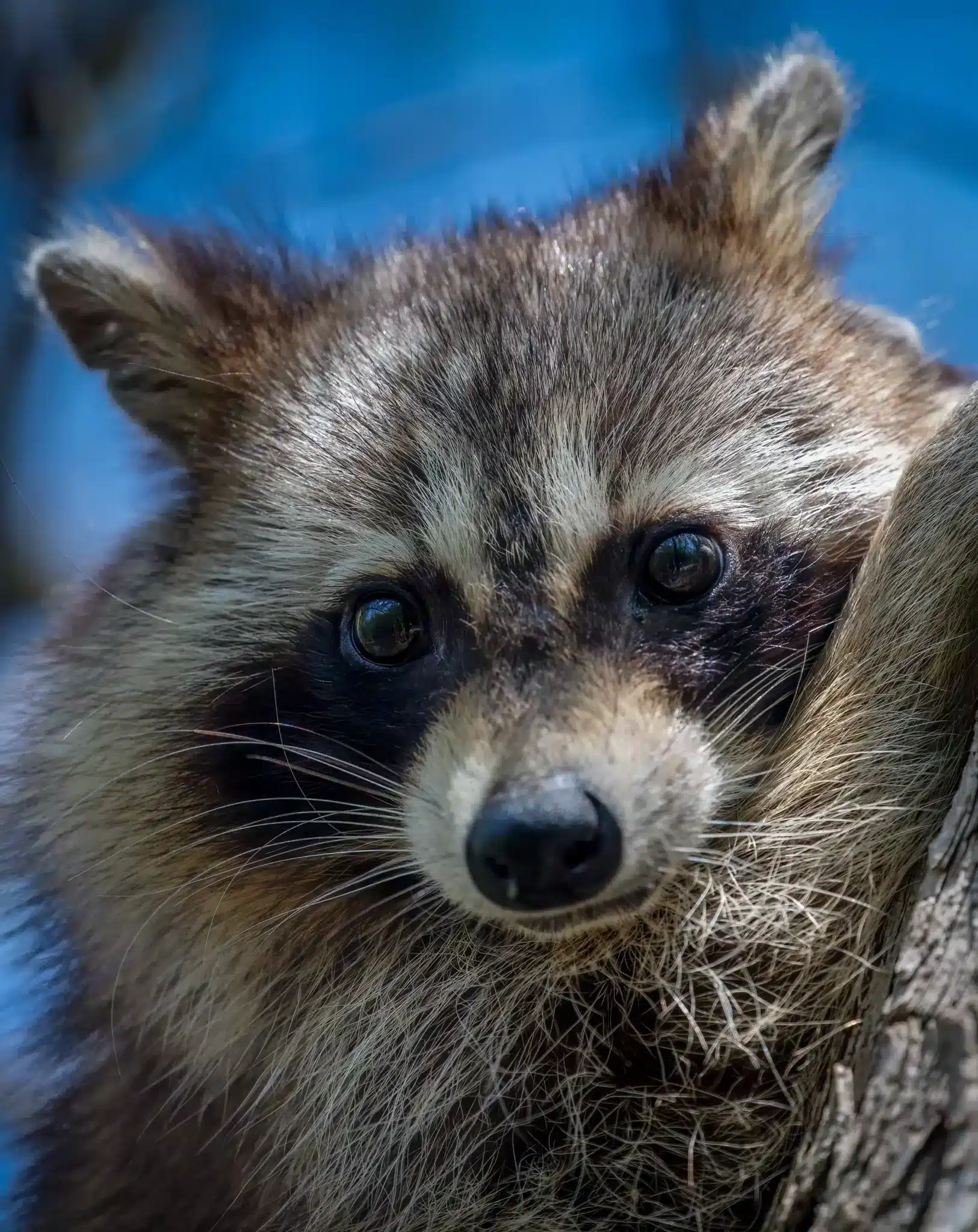 raccoon removal Calgary by the pest control guy