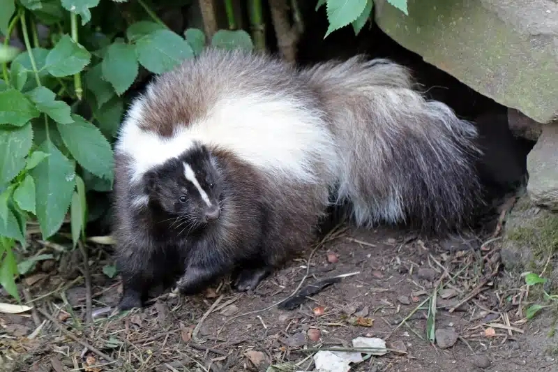 How Professional Pest Control Removes Skunks from Your Property