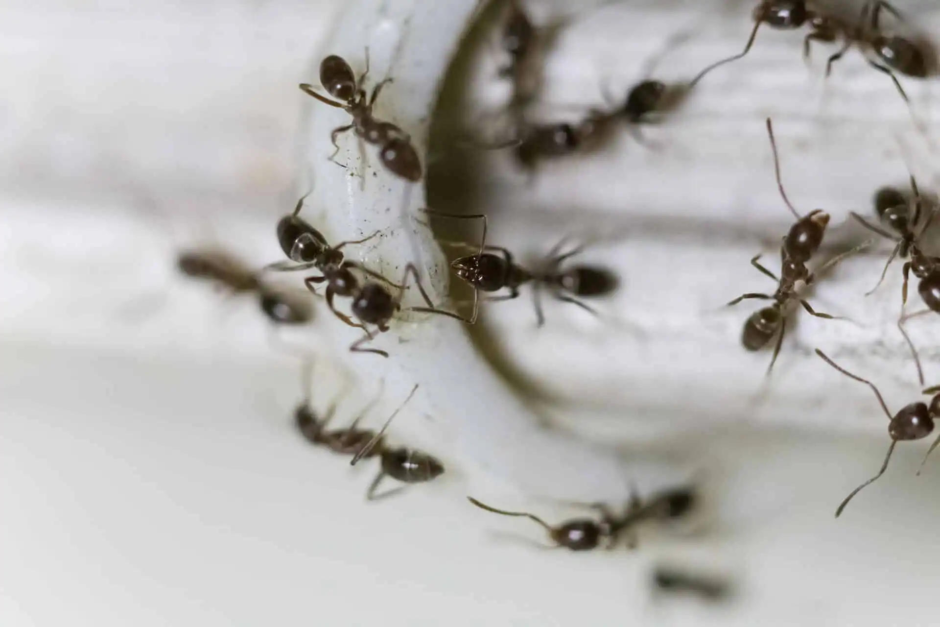 .How professional pest control treatments help eliminate ants from your home
