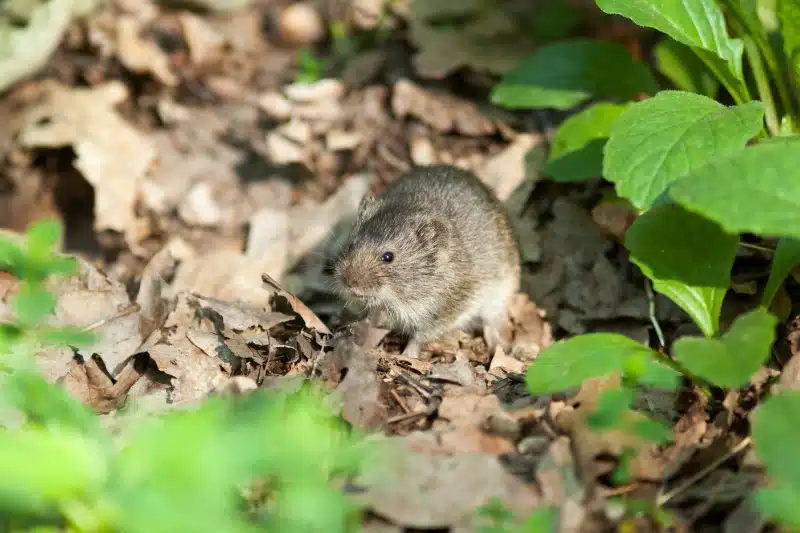 Summer 2026 Vole Damage in Calgary 4 voles in calgary