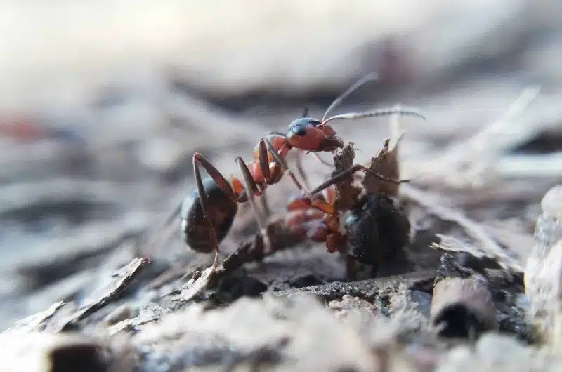 How Professional Treatment Targets and Eliminates Carpenter Ant Infestations