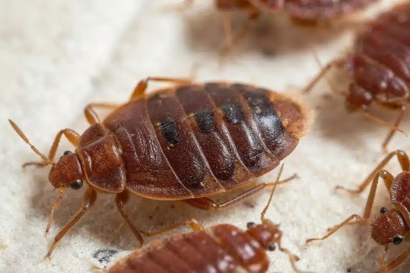 Average Bed Bug Extermination Prices and What Affects the Final Cost