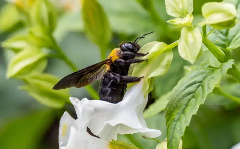 How Pest Control Services Address Carpenter Bee Infestations and Prevent Damage