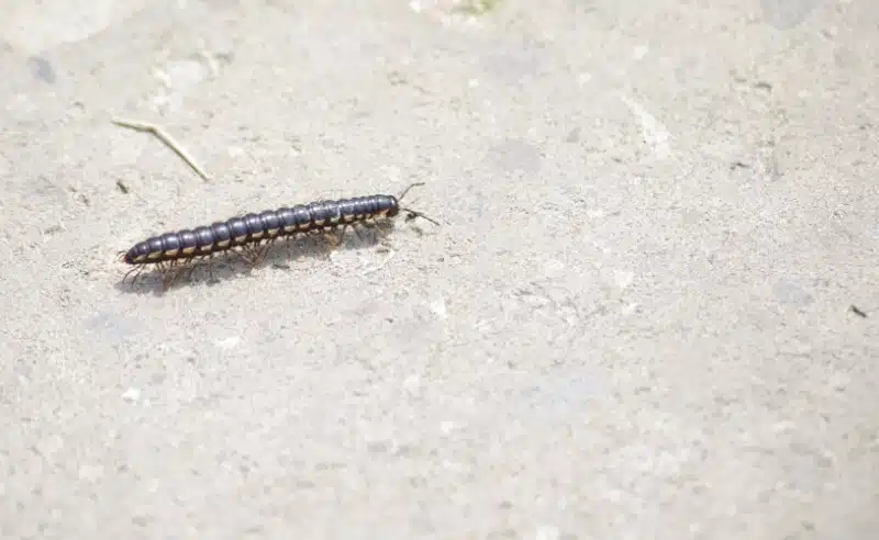 How Professional Pest Control Targets and Removes Centipede Infestations 5 Centipede removal pest control calgary