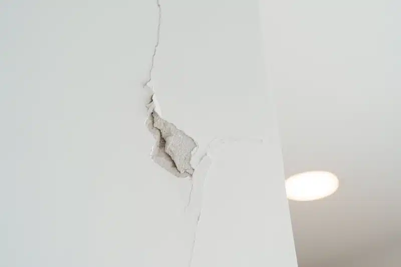What Types of Pest Damage Are Typically Covered by Standard Home Insurance