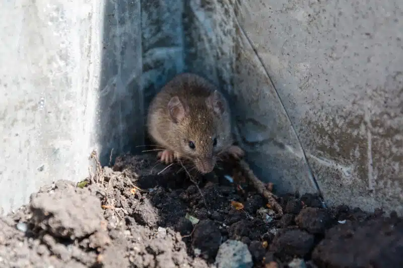 Average Costs and Factors Affecting Professional Mouse Control Services