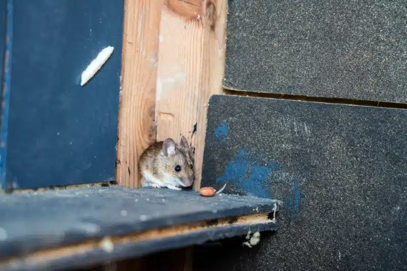 How Professional Pest Control Handles Mouse Infestations and Prevents Their Return