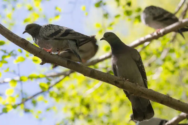 How Pest Control Services Handle Pigeon Problems and What Results to Expect