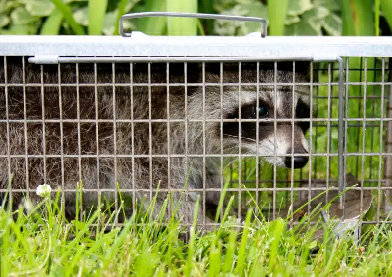 Can Pest Control Services Legally and Safely Remove Raccoons from Your Property