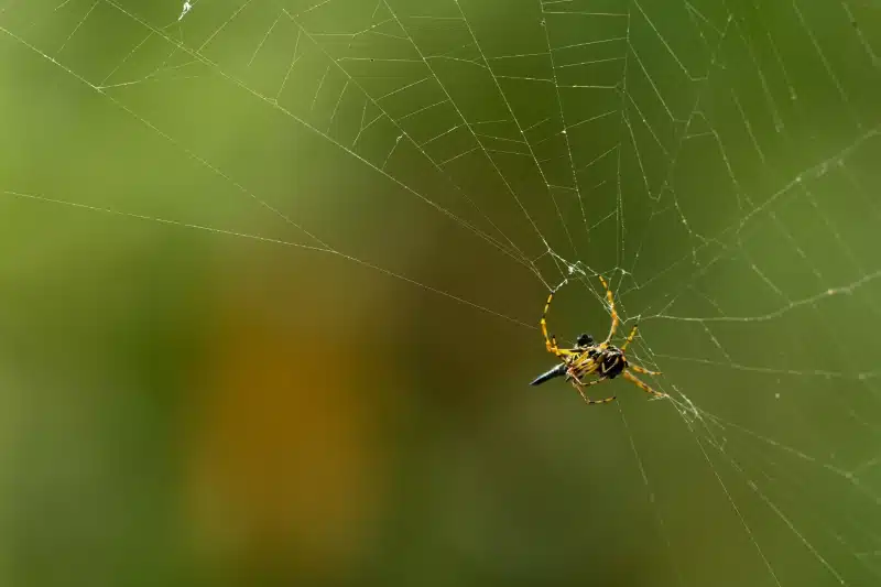Spider Control Frequency Based on Infestation Signs and Living Environment