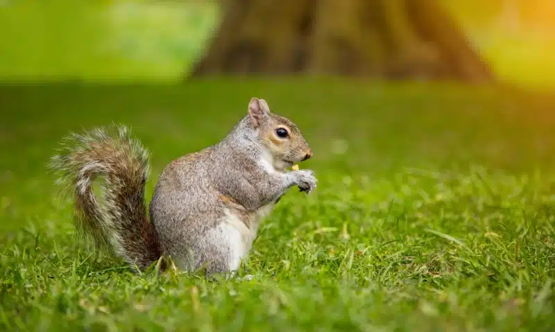 Average Costs and Key Factors That Affect Squirrel Removal by Pest Control Services