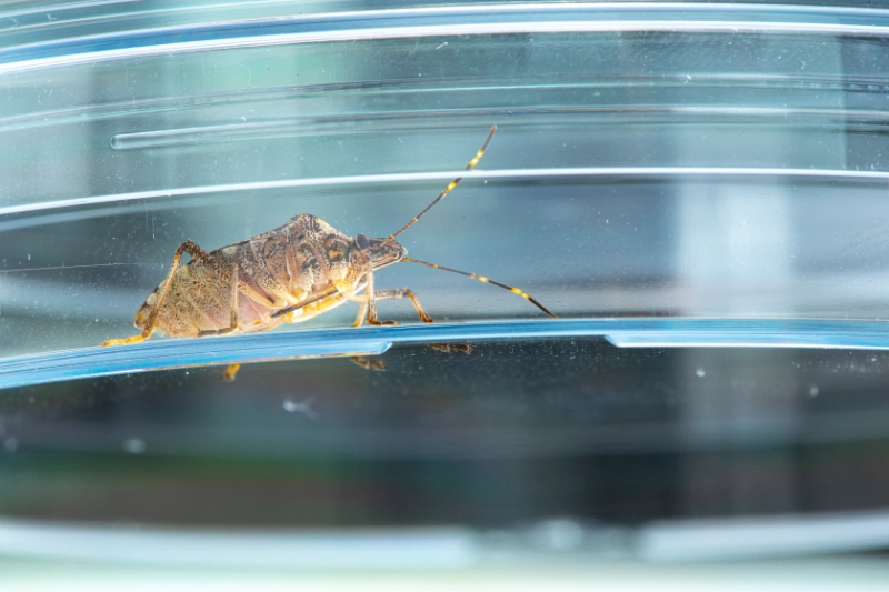 .How Professional Treatments Help Eliminate Stink Bugs and Prevent Reinfestations