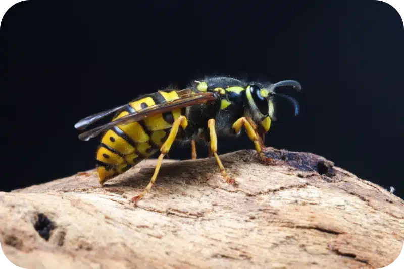 Summer Wasp Activity in Calgary: What to Expect in 2026 1 Wasp control pest control calgary