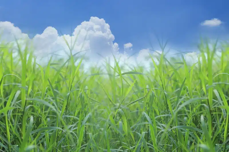 Essential Summer 2026 Pest Outlook for Calgary & Airdrie 3 Summer 2026